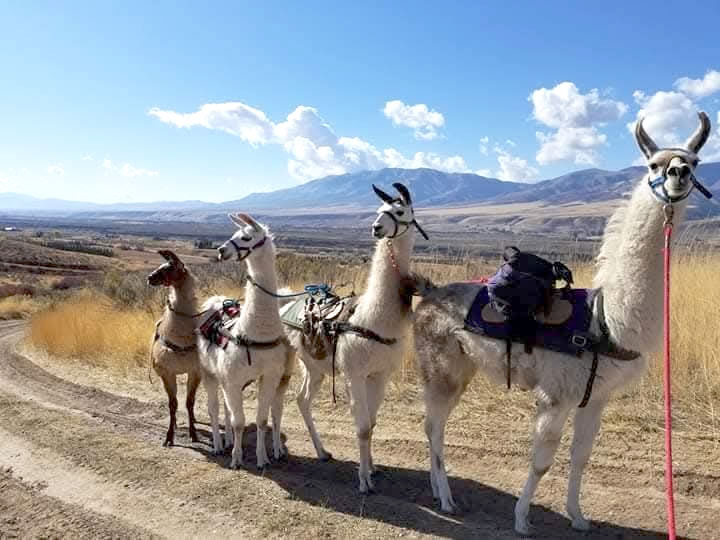Olleros – Chavín: Llamatrek
